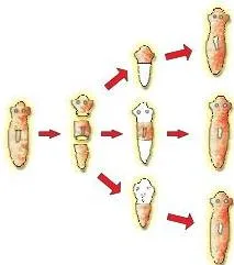 How do Organisms Reproduce? Class 10 Science Chapter 7 (PDF) Pieces of a cut Planaria growing into complete individuals, showing regeneration carried out by specialised cells