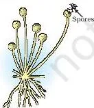 How do Organisms Reproduce? Class 10 Science Chapter 7 (PDF) Rhizopus showing thread-like hyphae and blob-on-a-stick sporangia that contain thick-walled spores