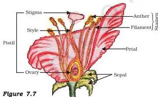 How do Organisms Reproduce? Class 10 Science Chapter 7 (PDF) Longitudinal section of a flower showing sepals, petals, stamens and the pistil with stigma, style and ovary
