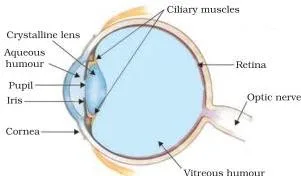 Labeled cross-section of the human eye showing the cornea, iris, pupil, eye lens and retina on which the inverted real image is formed