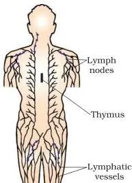 Human Health and Disease Class 12: NCERT Chapter 7 PDF Diagram of lymph nodes, the secondary lymphoid organs that trap antigens from lymph and tissue fluid to activate lymphocytes