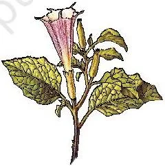 Human Health and Disease Class 12: NCERT Chapter 7 PDF A flowering branch of Datura, one of the plants with hallucinogenic properties named in the chapter