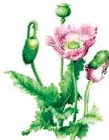 Human Health and Disease Class 12: NCERT Chapter 7 PDF The opium poppy plant Papaver somniferum, whose latex provides morphine, the starting material for the drug heroin