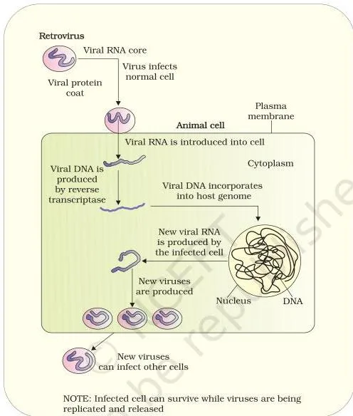Human Health and Disease Class 12: NCERT Chapter 7 PDF Replication of a retrovirus: viral RNA is copied to DNA by reverse transcriptase, integrated into host DNA, and new virus particles are produced