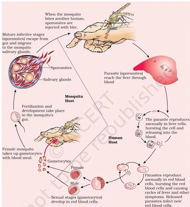 Human Health and Disease Class 12: NCERT Chapter 7 PDF Stages in the life cycle of Plasmodium