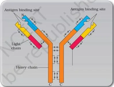 Human Health and Disease Class 12: NCERT Chapter 7 PDF Y-shaped antibody molecule made of two light and two heavy peptide chains, showing the structure that binds antigens