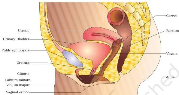 (a) Diagrammatic sectional view of female pelvis showing reproductive system