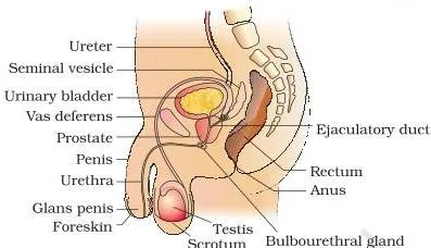 Cutaway sectional diagram of the male pelvis showing the testes, penis, urethra and accessory glands in their natural positions