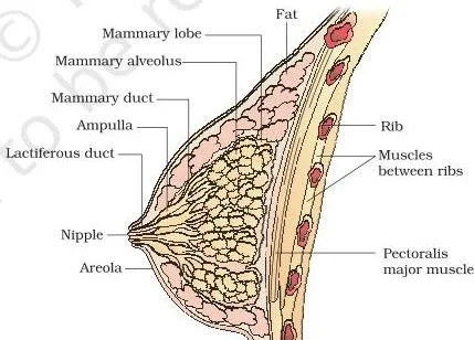 Sectional view of the mammary gland with the milk path from the alveoli through the ducts to the nipple
