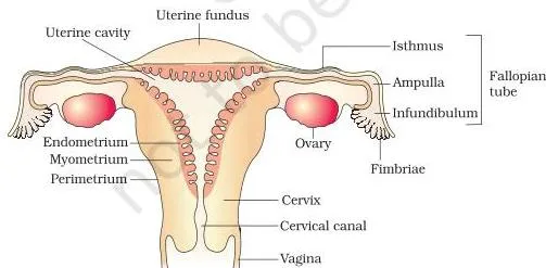 Female reproductive system diagram showing the oviduct with infundibulum and fimbriae, the three-layered uterus and the cervix