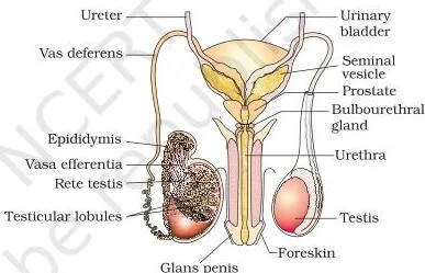 Male reproductive system with part of the testis opened to reveal the seminiferous tubules and the sperm-carrying ducts inside