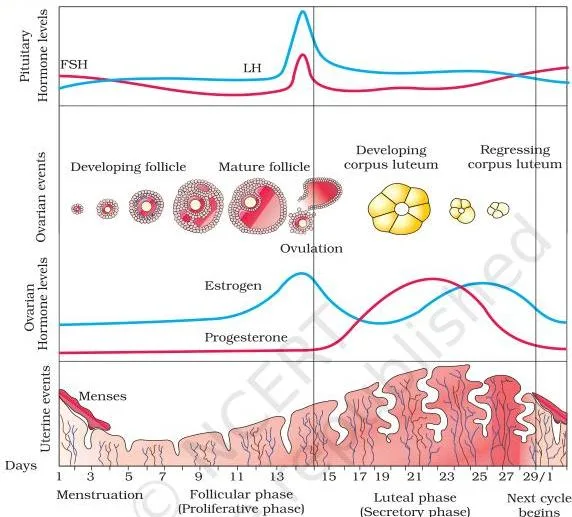Menstrual cycle diagram linking hormone level curves, ovarian changes and uterine lining changes across the cycle