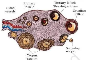 Section of an ovary showing follicles at different stages from primary follicle to the mature Graafian follicle