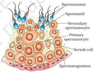 Enlarged seminiferous tubule cross-section showing the stages of sperm formation from spermatogonia to mature sperms