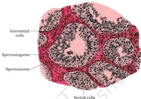 Cross-section of a seminiferous tubule showing Sertoli cells inside the tubule and Leydig cells in the interstitial spaces around it
