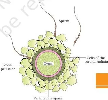 An ovum surrounded by several sperms, with the zona pellucida layer that blocks all but one sperm from entering