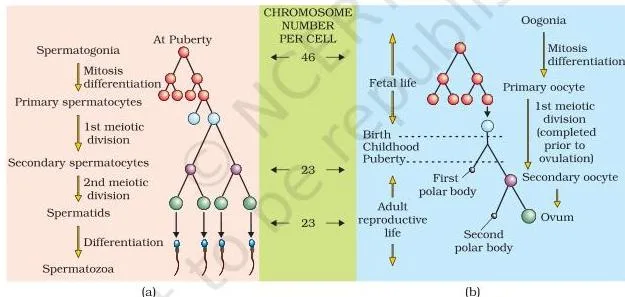 Schematic comparison of spermatogenesis and oogenesis showing the cell divisions and products of each process