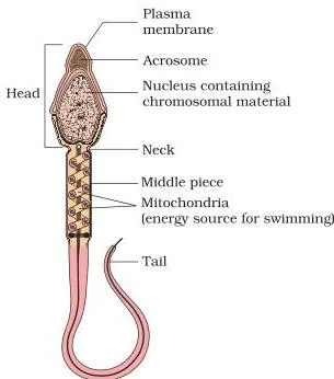 Labelled structure of a single sperm with head, acrosome, neck, middle piece and tail