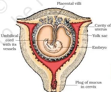 Human foetus inside the uterus, connected by the umbilical cord to the placenta on the uterine wall