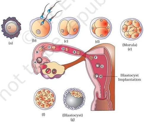 Series of stages showing transport of the ovum, fertilisation, cleavage, morula, blastocyst and implantation in the uterus