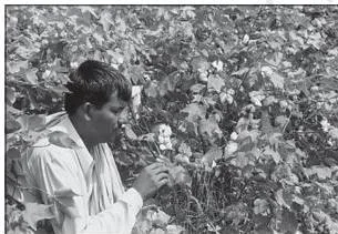 A cotton field with mature open bolls ready for hand picking