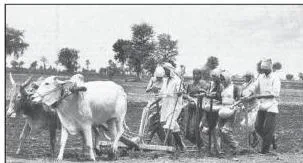 Farmers sowing soyabean seeds by hand in a field in Amravati, Maharashtra