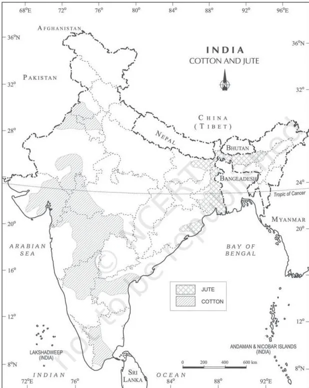 Shaded map of India showing cotton in three belts of the northwest, west and southern plateaus and jute concentrated in West Bengal