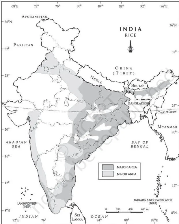 Shaded map of India showing rice concentrated in the eastern Gangetic belt and in the irrigated northwest plains