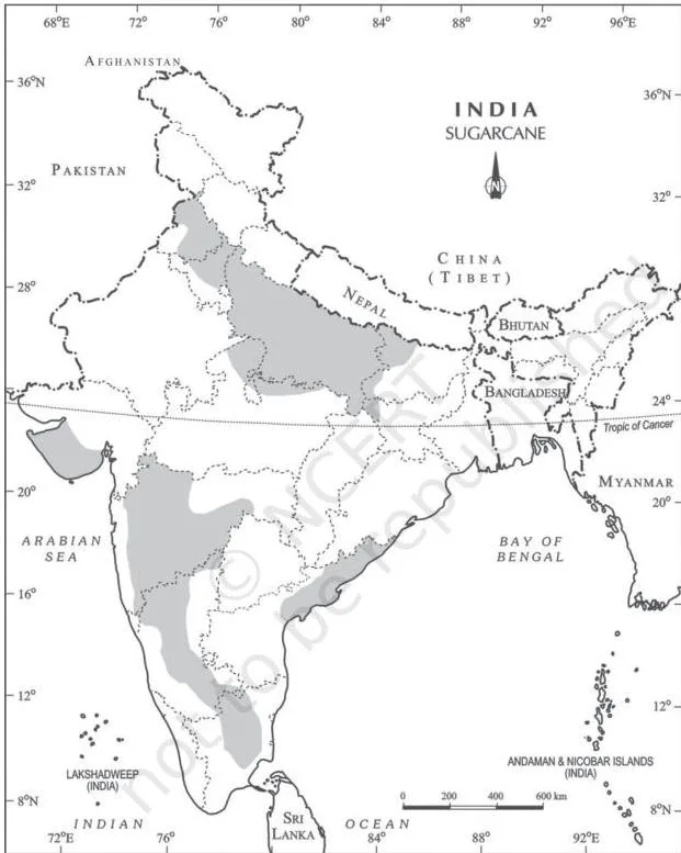 Shaded map of India showing sugarcane in a broad belt from Uttar Pradesh through Maharashtra to the south