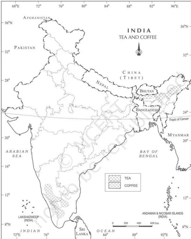 Shaded map of India showing tea in the northeast and Nilgiri slopes and coffee in the Western Ghats