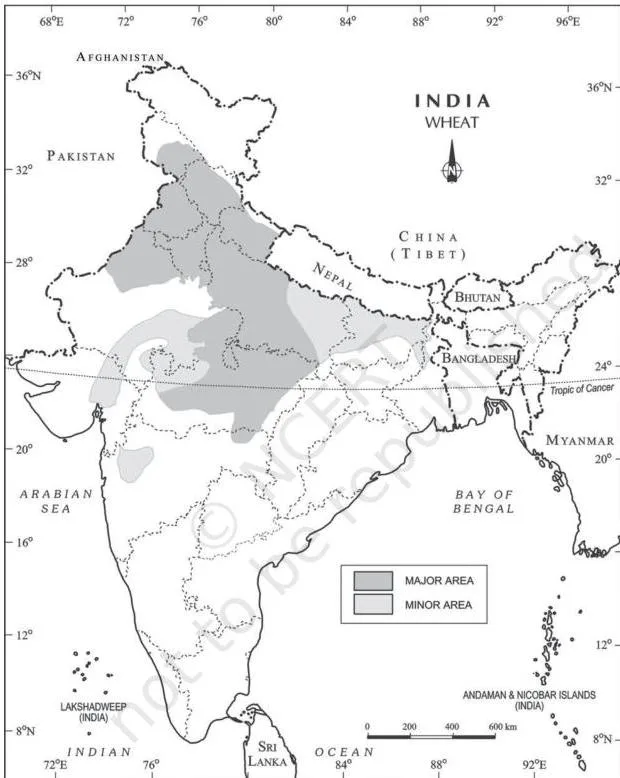 Shaded map of India showing wheat concentrated in the Indo-Gangetic Plain and parts of central India