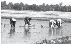 Farm workers transplanting rice seedlings by hand in a flooded paddy field in southern India