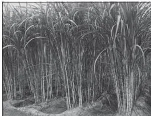 Tall sugarcane crop in a field with a person standing among the canes for scale
