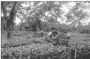 Tea bushes on undulating plantation slopes with workers plucking leaves in a tea garden