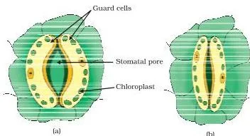 Life Processes Class 10: NCERT Science Chapter 5 Two views of a stomatal pore on a leaf, open when the guard cells swell and closed when the guard cells shrink