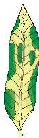 NCERT Solutions for Class 10 Science Chapter 5 Life Processes A variegated leaf before starch test, showing green and white patches, to demonstrate that only chlorophyll-containing regions will produce starch