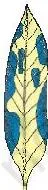 NCERT Solutions for Class 10 Science Chapter 5 Life Processes The same variegated leaf after iodine staining, with only the green patches turned blue-black, proving chlorophyll is needed for photosynthesis