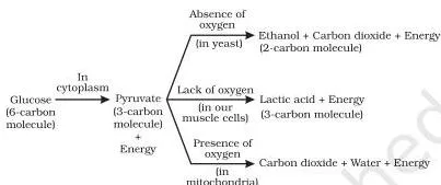 Life Processes Class 10: NCERT Science Chapter 5 Flow chart showing glucose breaking into pyruvate in the cytoplasm and then branching into the aerobic, fermentation and lactic-acid pathways, from the Life Processes chapter of Class 10 Science