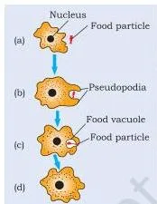 Life Processes Class 10: NCERT Science Chapter 5 An Amoeba wrapping temporary finger-like extensions around a food particle to trap it inside a food vacuole