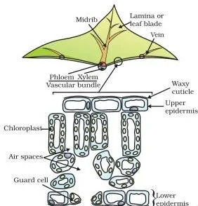 Life Processes Class 10: NCERT Science Chapter 5 Microscopic cross-section of a leaf showing the layered cells that contain the chloroplasts where photosynthesis happens