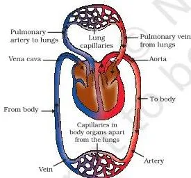 NCERT Solutions for Class 10 Science Chapter 5 Life Processes Schematic showing blood flowing from the heart to the lungs to pick up oxygen and to the body to deliver it, with CO2 returning, illustrating the double circulation pathway