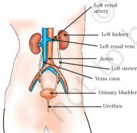 NCERT Solutions for Class 10 Science Chapter 5 Life Processes Labelled diagram of the human excretory system showing the pair of kidneys, ureters, urinary bladder, and urethra