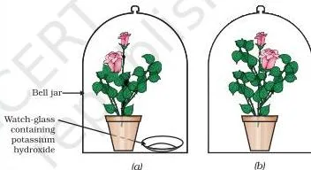 NCERT Solutions for Class 10 Science Chapter 5 Life Processes Two potted plants under bell jars, one with potassium hydroxide to absorb CO₂, used to demonstrate that carbon dioxide is essential for photosynthesis