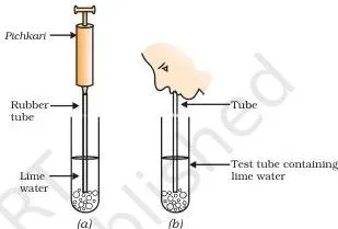 NCERT Solutions for Class 10 Science Chapter 5 Life Processes Experimental set-up comparing lime water turning milky when air is blown through it from a syringe versus exhaled air, showing exhaled air has more CO₂