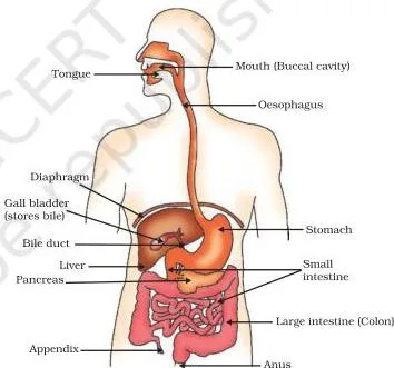Life Processes Class 10: NCERT Science Chapter 5 Diagram of the human alimentary canal, a long tube from mouth to anus with regions specialised for each stage of digestion