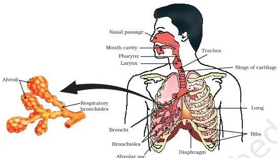Life Processes Class 10: NCERT Science Chapter 5 The human respiratory system showing air passing from the nostrils through the throat and trachea into balloon-like alveoli in the lungs