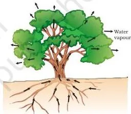Life Processes Class 10: NCERT Science Chapter 5 A tree with arrows showing water moving up through the xylem from the roots and leaving as vapour from the leaves during transpiration