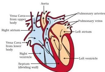 Life Processes Class 10: NCERT Science Chapter 5 Sectional view of the human heart showing the left and right atria above the left and right ventricles with thick muscular walls