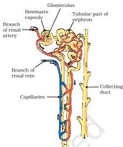 Life Processes Class 10: NCERT Science Chapter 5 Structure of a nephron showing a cluster of thin-walled capillaries cupped by Bowman's capsule and a coiled tube where substances are reabsorbed