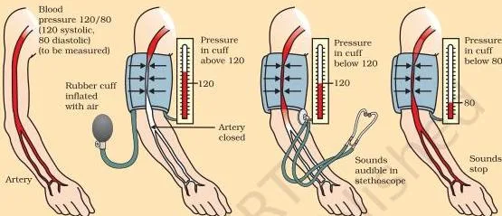 Life Processes Class 10: NCERT Science Chapter 5 Diagram illustrating blood pressure, the force that blood exerts against the wall of a blood vessel